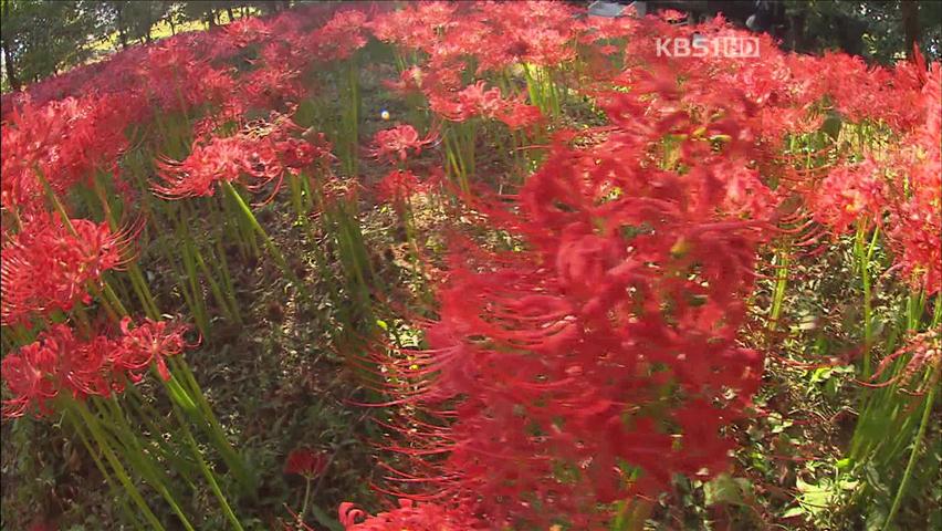 [뉴스광장 영상] 한 달간의 아름다움, 상사화