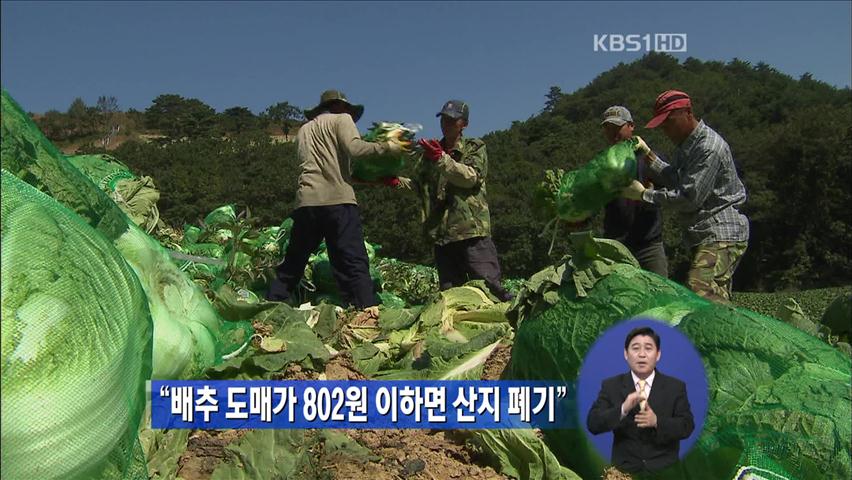 “배추 도매가 802원 이하면 산지 폐기”