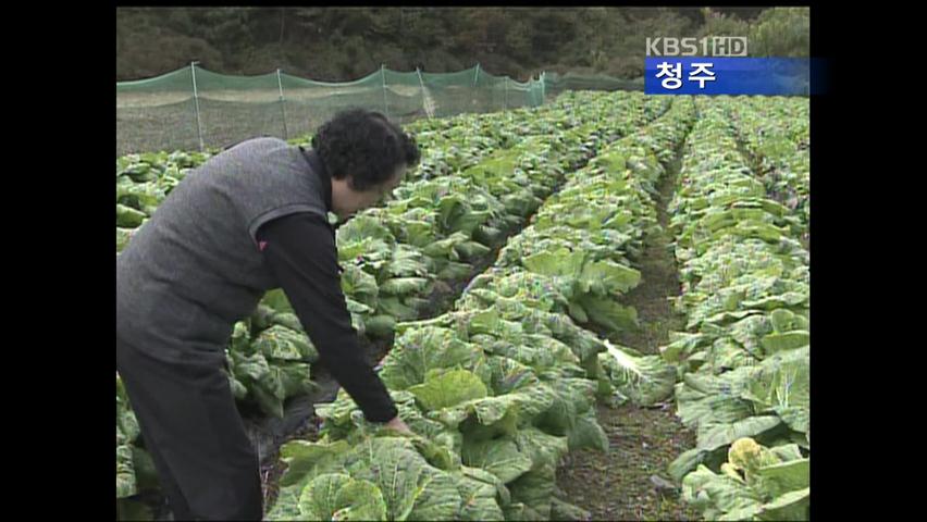 항암배추 흉작…농민 ‘불안’