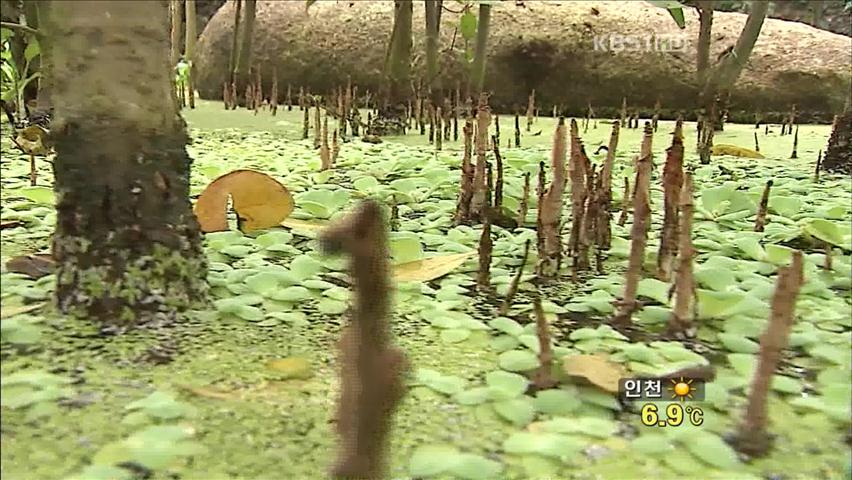 깊어진 가을, 신기한 ‘열대식물의 향연’