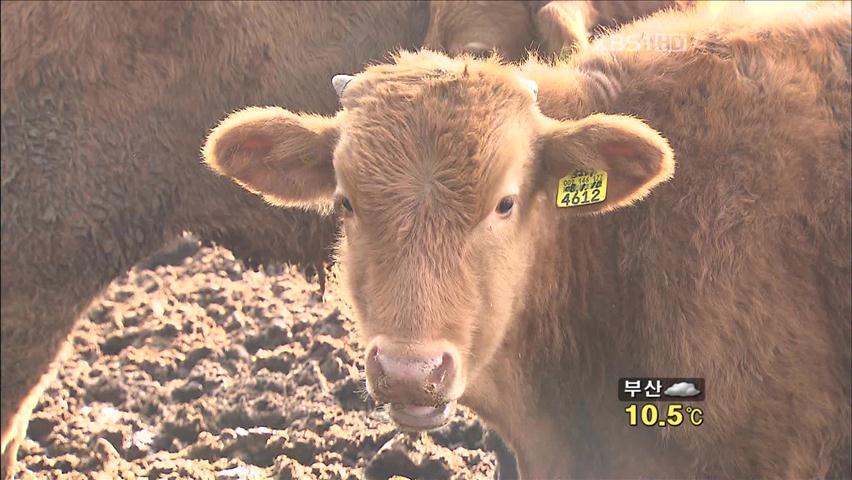 정부, ‘구제역 재발’ 대비 강화