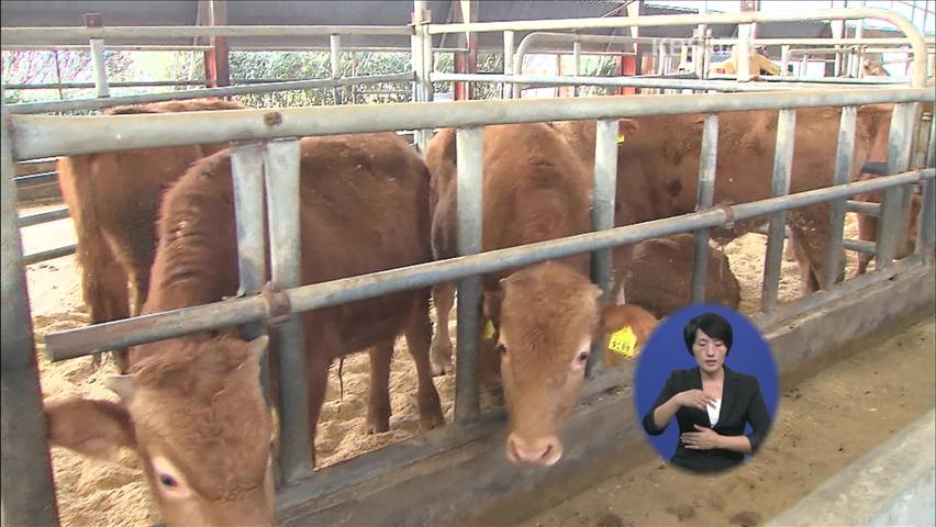 정부, ‘구제역 재발’ 대비 방역대책 수립