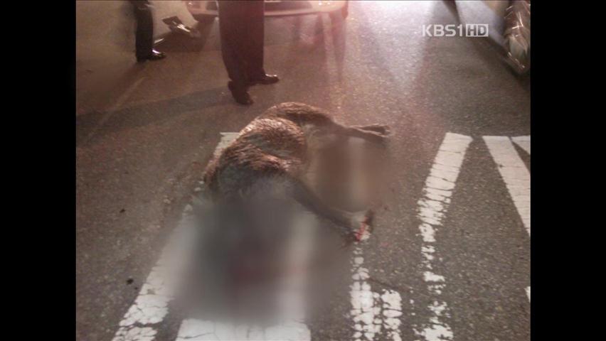 도로에 뛰어든 멧돼지…교통사고 위험