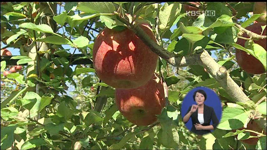 ‘콜린 사과’ 첫 출시