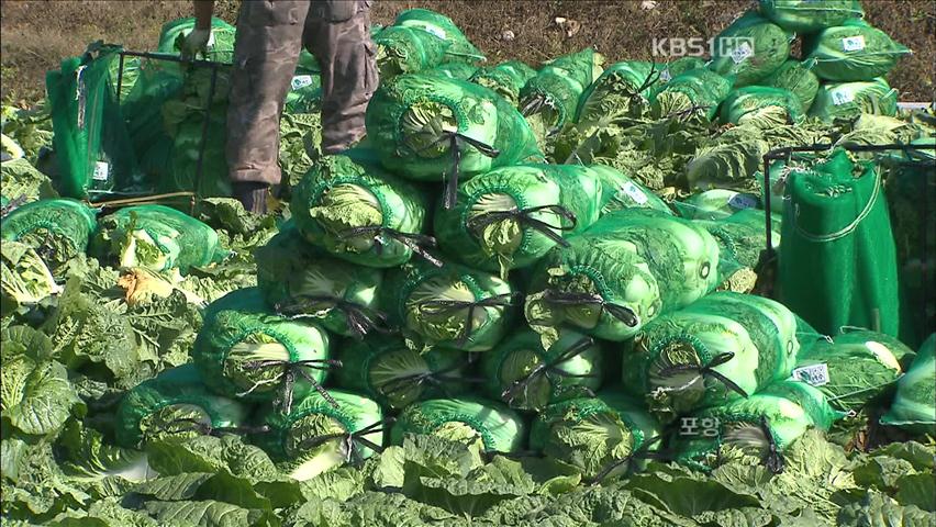 배춧값 폭락 우려…정부, 가격 조절 나서