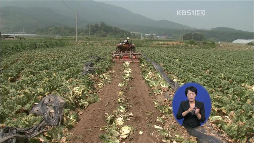 배추 재배면적 급증…가격 폭락