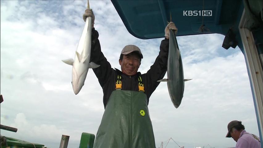 겨울철 최고 횟감, 방어 잡이 한창