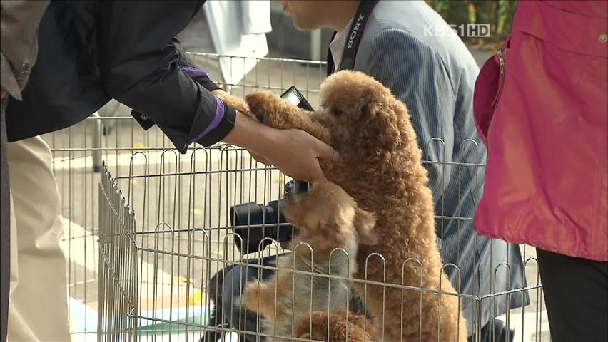 버려진 유기동물 데려다 키우세요!