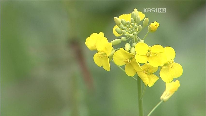 입동 아닌 입동…이상 기온에 봄꽃 활짝