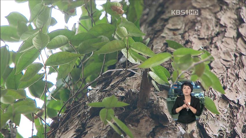 지리산 소나무 사라진다…난대림으로 변화