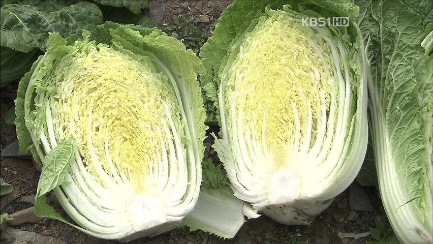 효능 입증 안 된 ‘항암배추’…예산만 낭비?