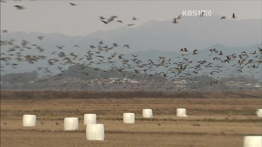 ‘겨울 손님’ 철새의 화려한 군무…수묵화 연상