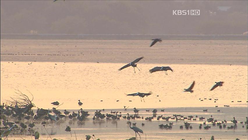 [자연과 인간] 개발·훼손에 철새 낙원 ‘위기’