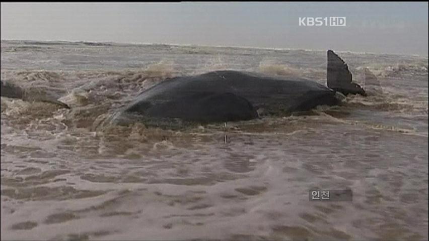 [굿모닝 지구촌] 호주, 해안가로 밀려온 ‘고래 구하기’ 外