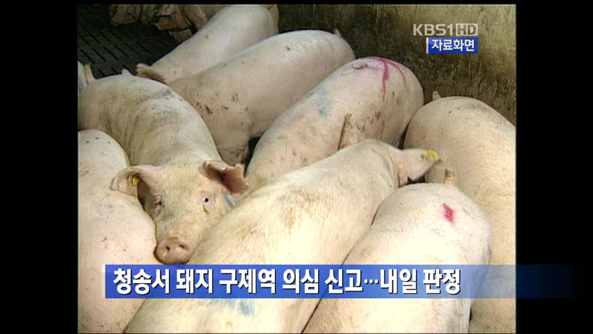 청송서 돼지 구제역 의심 신고…내일 판정