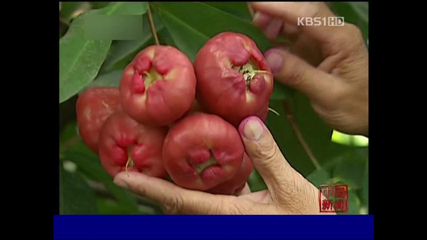 푸젠 성, 타이완 농가 창업 단지 인기