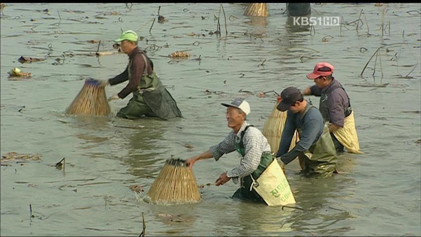 전통 고기잡이 ‘가래치기’ 인기