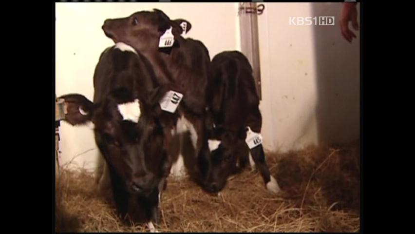 캐나다 농장에서 세 쌍둥이 젖소 태어나
