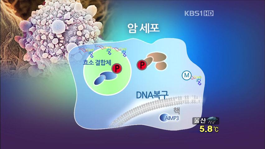 ‘암 발생 억제 효소 매커니즘’ 세계 첫 규명