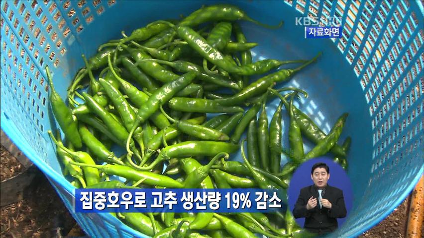 집중호우로 고추 생산량 19% 감소