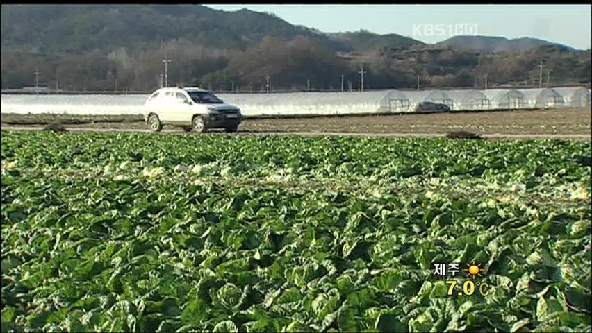 김장 채소 30% 폐기될 처지…농민들 ‘한숨’