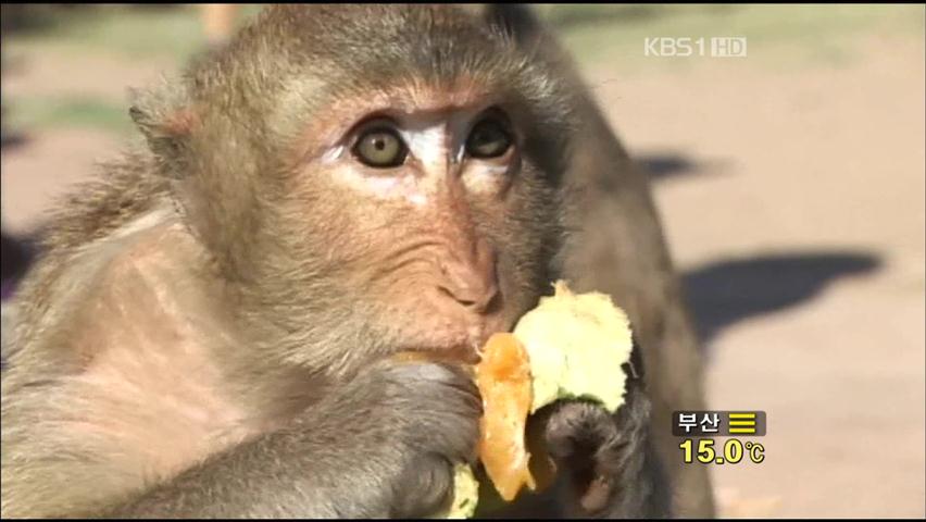 생일상 받은 태국 원숭이 “복 터졌네”
