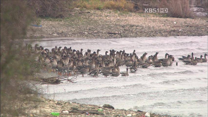 한강에서 겨울철새 관람하세요!