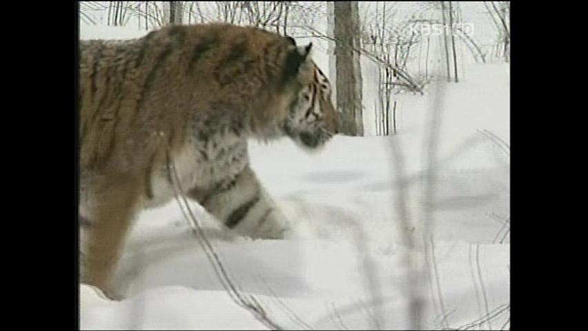 “中 시베리아 호랑이 20년 내 멸종”
