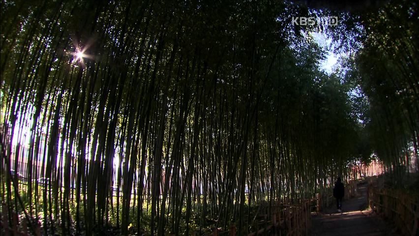 [뉴스광장 영상] 대나무 숲