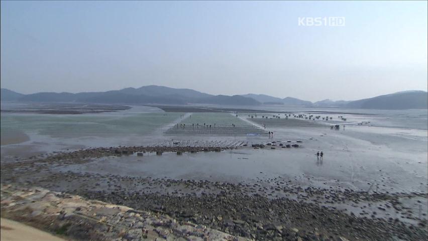 ’기름 유출’ 되살아난 태안 갯벌, 참굴을 품다