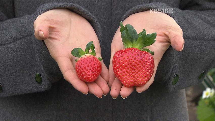 딸기, 국산 품종 ‘반격’…해외 진출 본격화