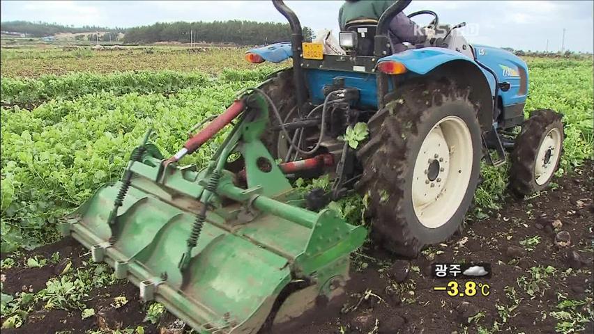 ‘월동 무’ 가격 폭락에 산지 폐기…농민 울상