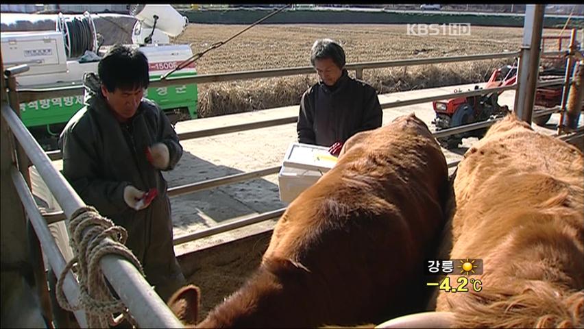 구제역 1년, 횡성한우를 지켜라!