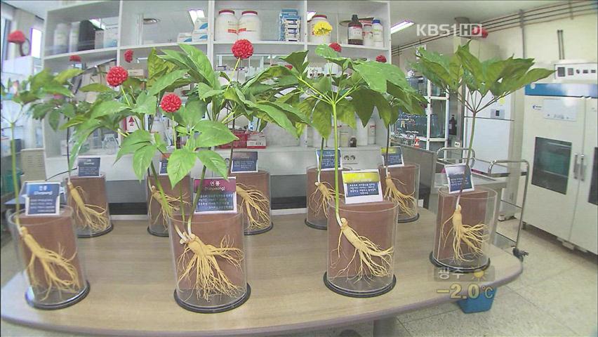 [생생경제] 인삼, 명품화와 대중화로 승부