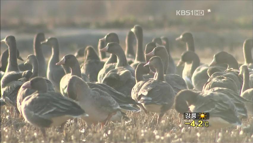 철새 개체 수 급감…“먹이 부족 탓”