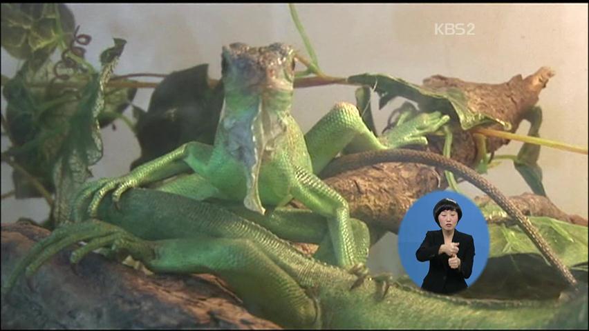 [클릭 세계속으로] 아르헨티나 애완파충류