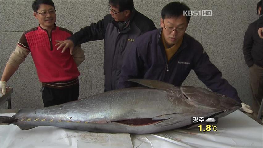 국내서도 냉장 참치 본격 유통 시작