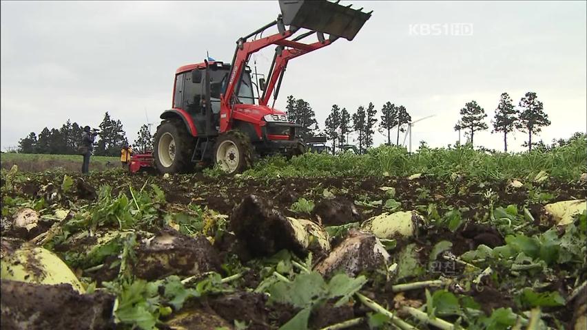 ‘무값 폭락’ 밭 갈아엎는 농심…대책 마련 요구