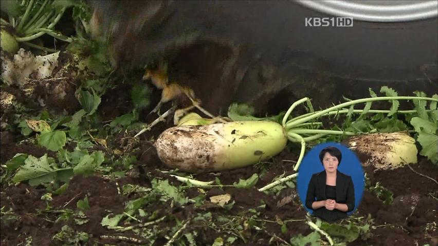 ‘무값 폭락’ 밭 갈아엎는 농심…대책 마련 요구