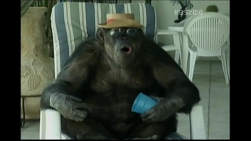 [세계는 지금] ‘타잔’ 친구 침팬지 ‘치타’ 사망 外