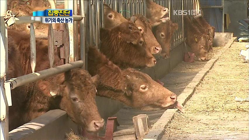 [집중진단] 소값 폭락해도 쇠고기는 ‘요지부동’