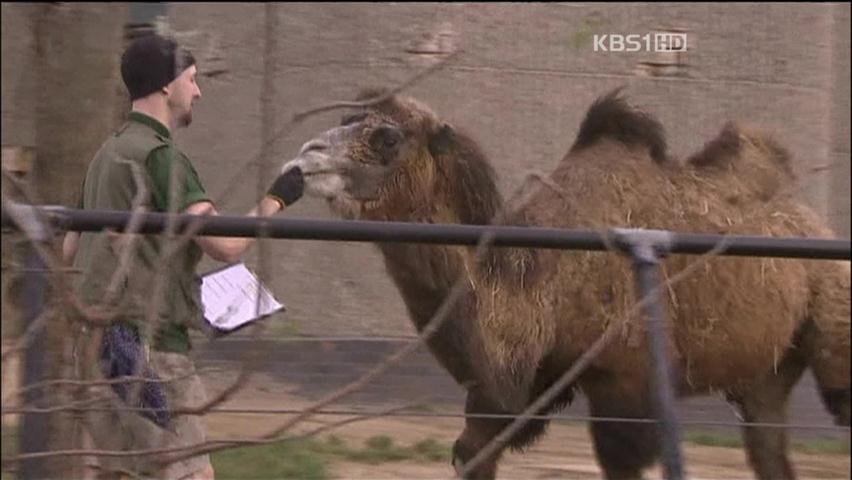 [지구촌 이모저모] ‘우리 동물원 가족은 모두 몇 명?’ 外