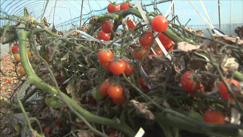 한파·고유가에 겨울 토마토 농사 포기 속출