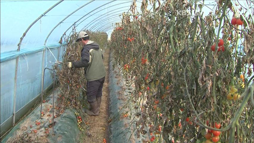 한파·고유가에 겨울 토마토 농사 포기 속출