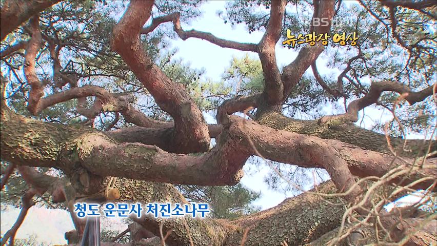 [오늘의 영상] 청도 운문사 처진 소나무