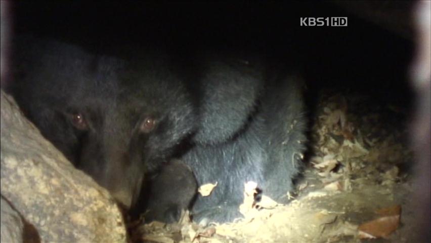 지리산 반달곰 동면 돌입…“탐방객 조심”