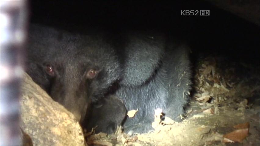 “반달곰 깨우지 마세요”…동면 돌입