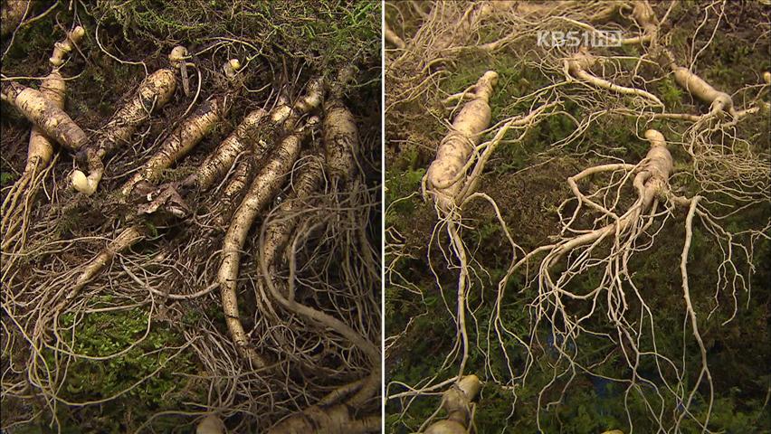 ‘발암물질’ 중국산 장뇌삼, 국산 둔갑 판매