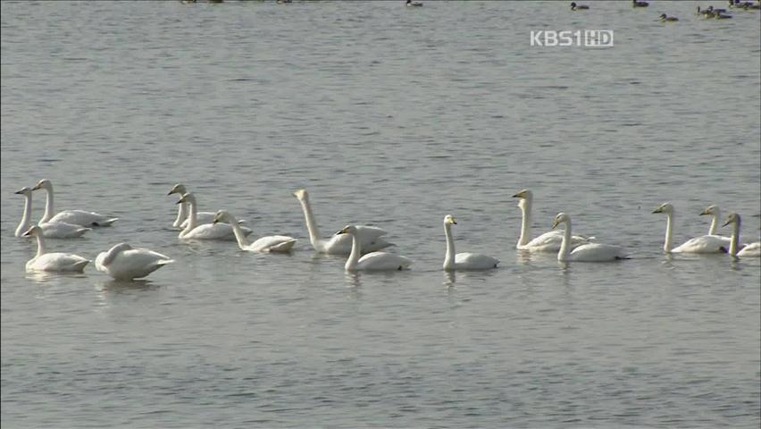 밀렵에 총 맞은 천연기념물 큰고니 구조 작전
