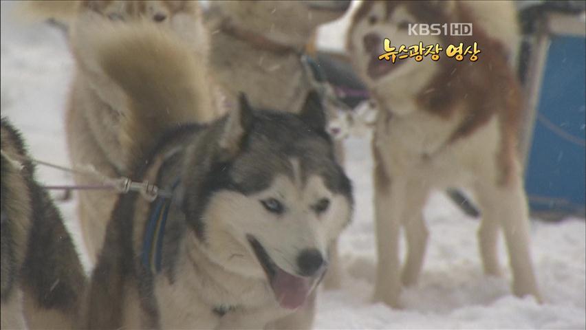 [뉴스광장 영상] 설원을 나는 개 썰매